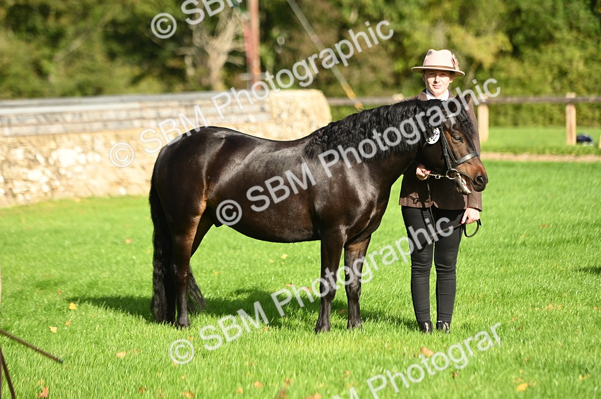 SBM_15897 - S1 - TSR in Hand Horse & Pony Showing