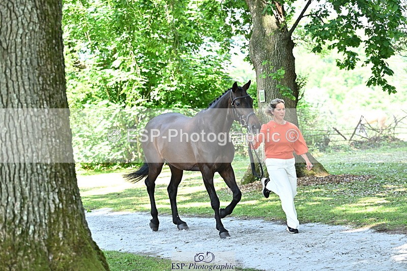 250521A-153517-00611 - B-319-Ali.Wilkes-JAZZ.ROOS