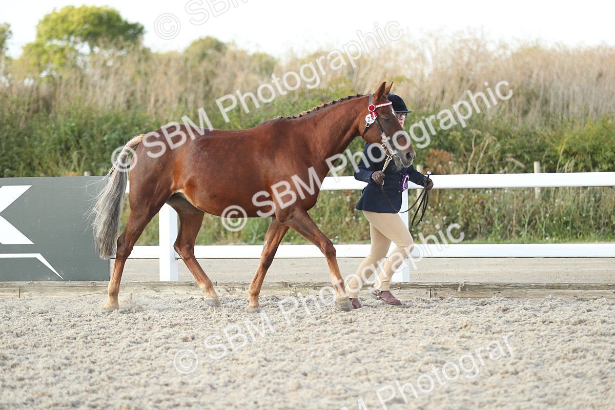 SBM_09131 - Class 29 IH Veteran Pony