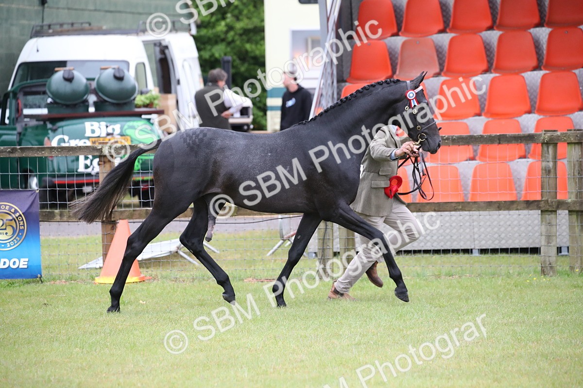 SBM_00217 - Class 17-20 - Arab & Part Bred - Anglo Arab In Hand