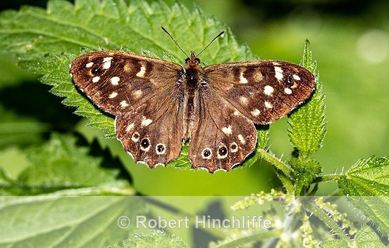 Speckled Wood Butterfly - Blank Cards