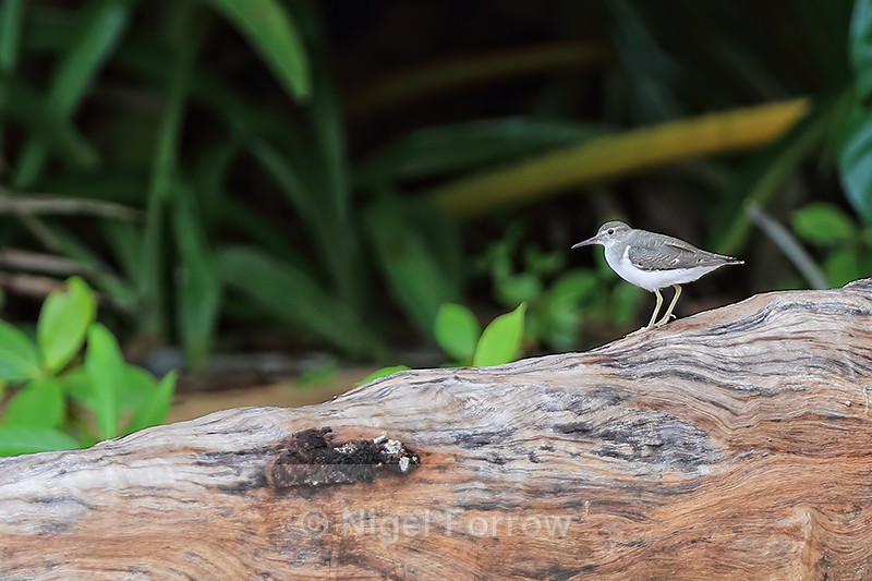 Spotted Sandpiper, Colon Island, Panama - Spotted Sandpiper