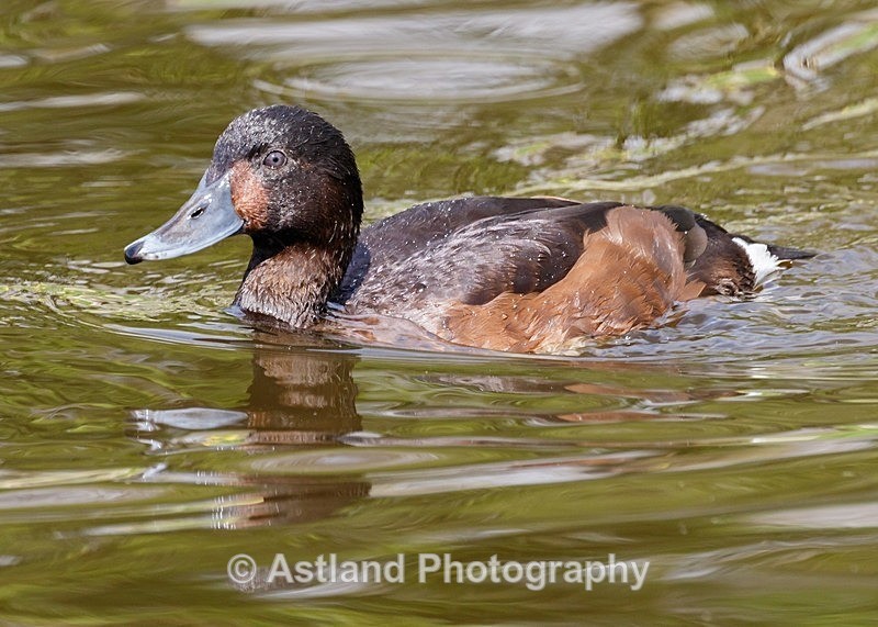 Astland Photography, Bird and Wildlife Images, Susan and Peter Wilson, U.K.