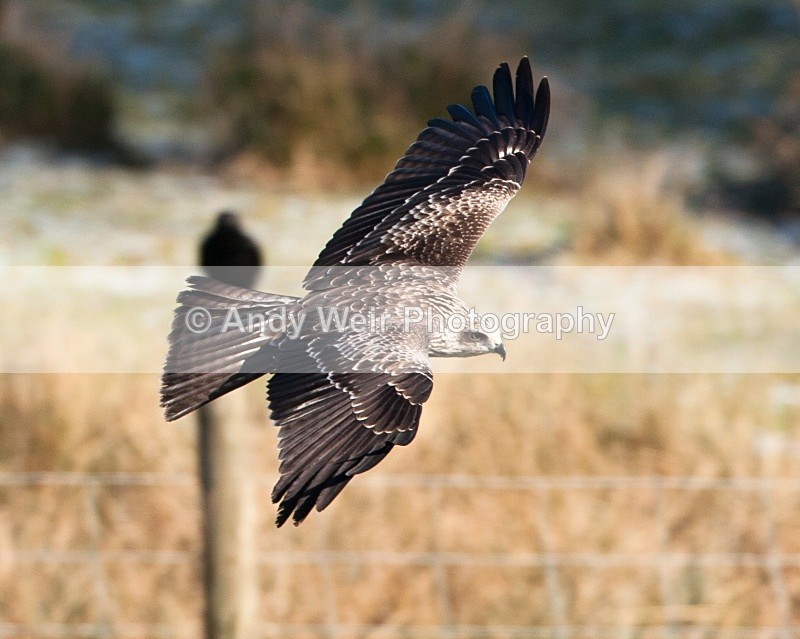 20100130-IMG_2703 239 - Black Kite