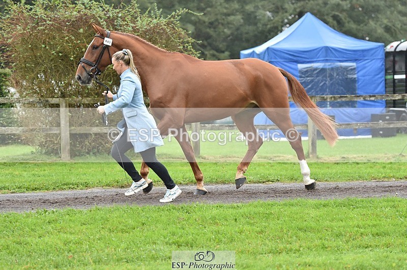 231018-123138-00352 - 043-OTTENTIK.NOBILITY-Dani.Evans-TrotUp