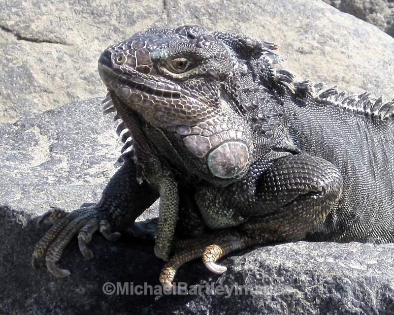 Iggy the Iguana - Flora and Fauna