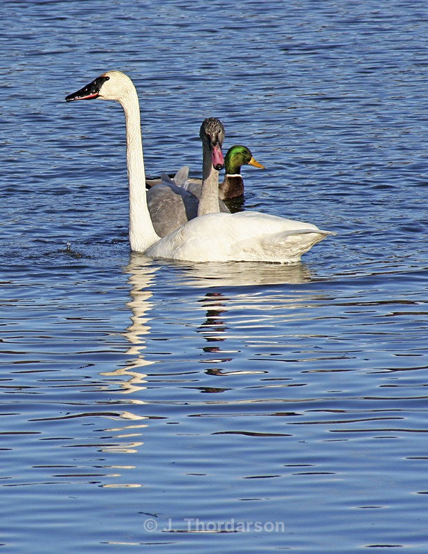  - Trumpeter Swans