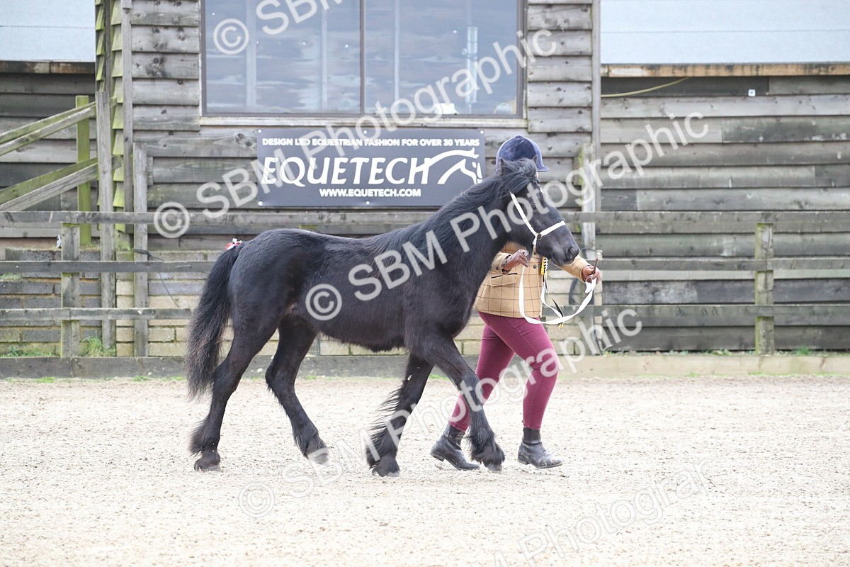 SBM_004017 - Class 1-4 - Young Stock classes Inc. In Hand Championship