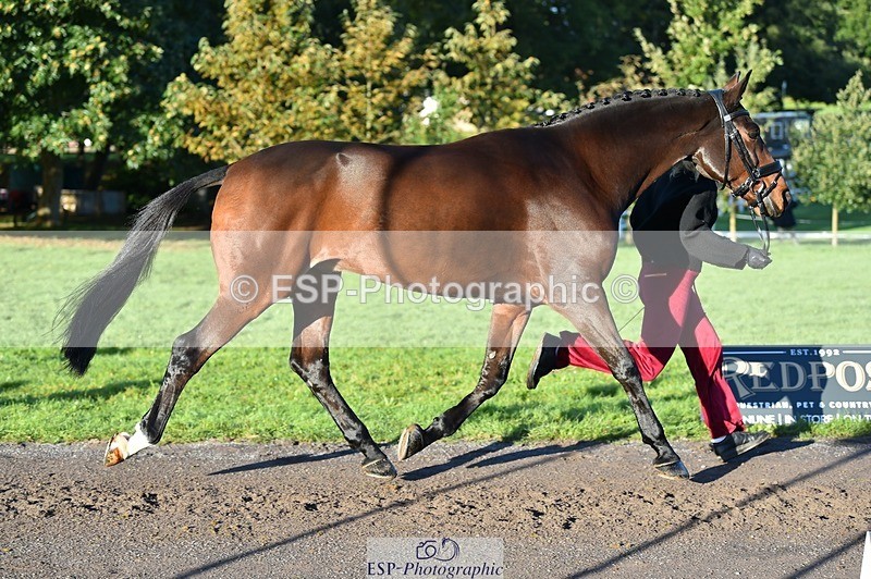 231022-092814-21810 - 685-ADRENALIN.II-Cosima.Atkinson-TrotUp+SJ