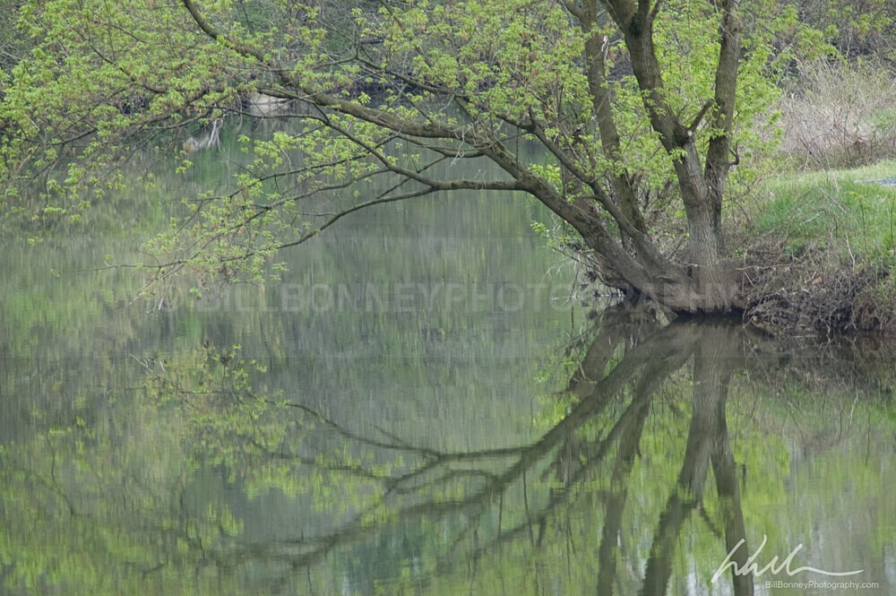 DSC_0088 - Trees