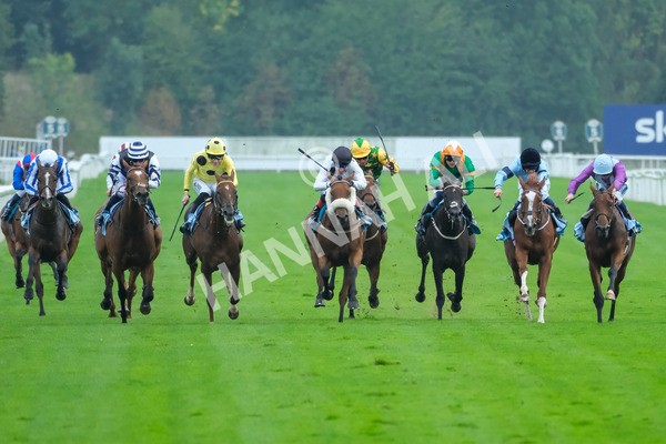 080925-Race 6-Rhapsody-9569 - Race 6 5.00pm Sky Bet Build A Bet Fillies' Handicap