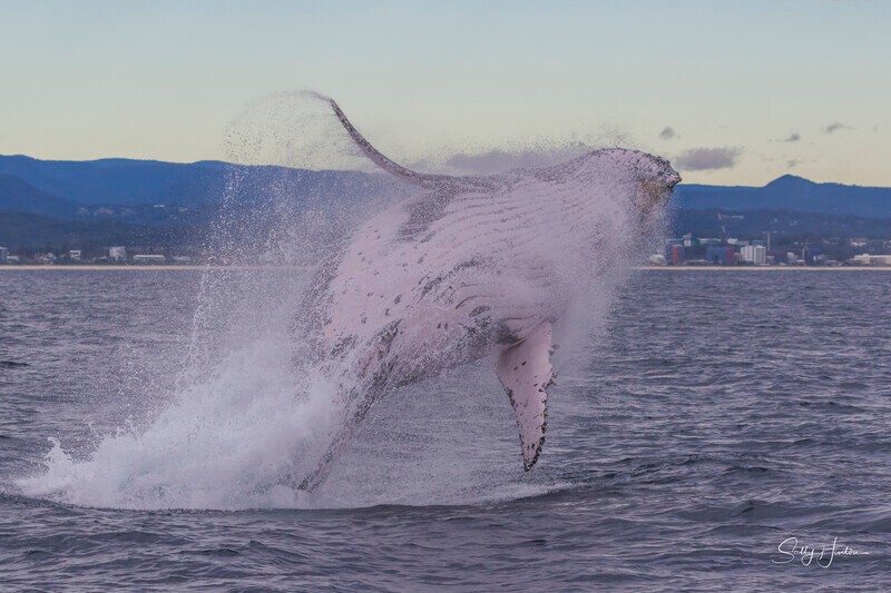 0A3A5357 - 2024 Whale Photos