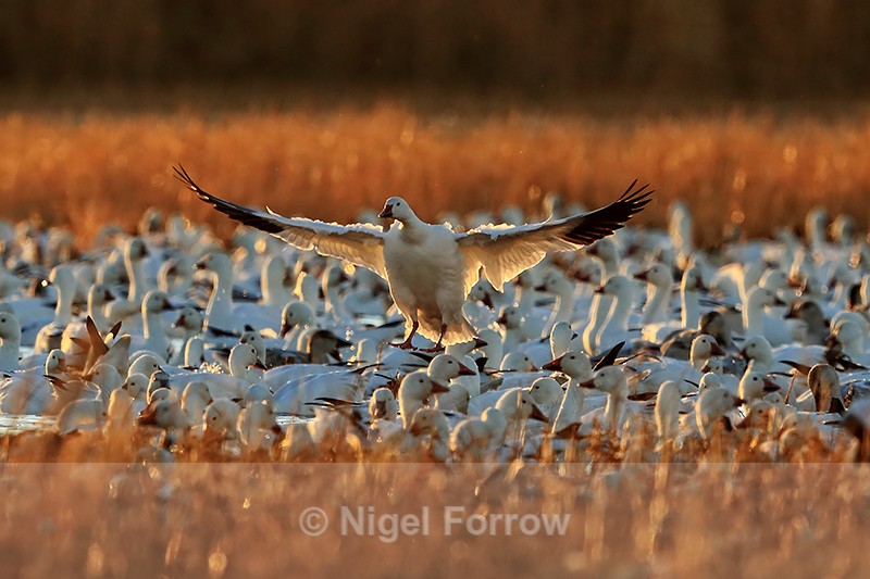 Backlit Snow Goose (adult) landing, Bosque del Apache, New Mexico - Snow Goose