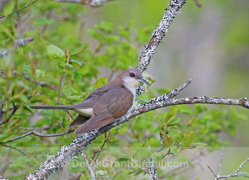 Black-billed Cuckoo - Birds of Atlantic Canada