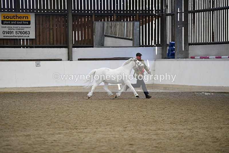 WJ5_5611 - Morning in hand Championship