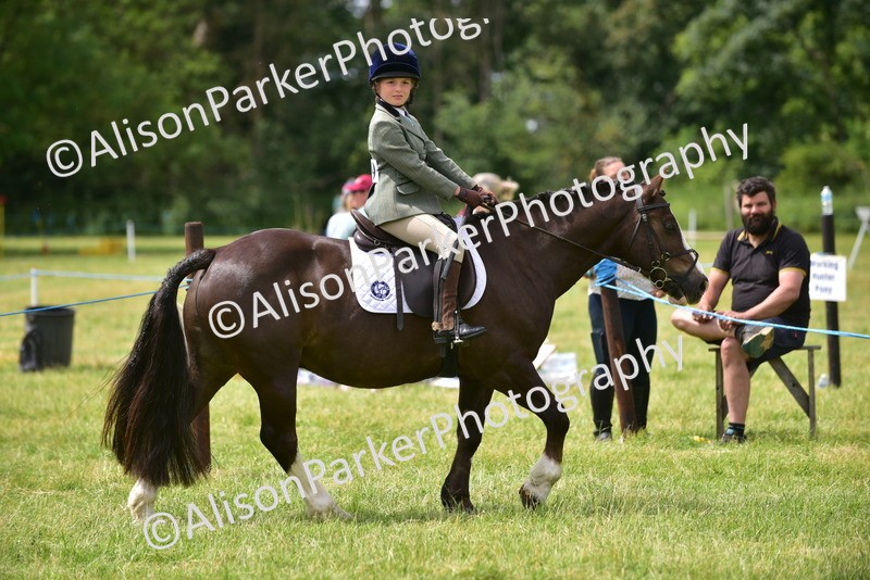 20260614-3970 - Class 16 - Handsome Gelding