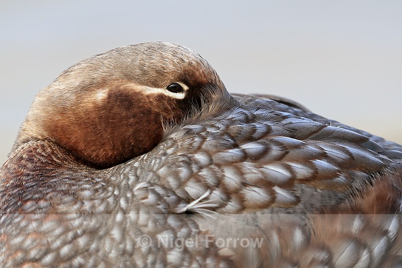 Falkland Steamerduck (female) resting close view, Carcass Island - Falkland Flightless Steamerduck