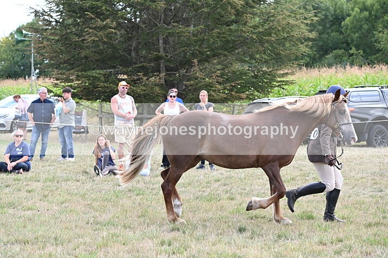 WJ6_6686 - Class 20 In-hand Cob