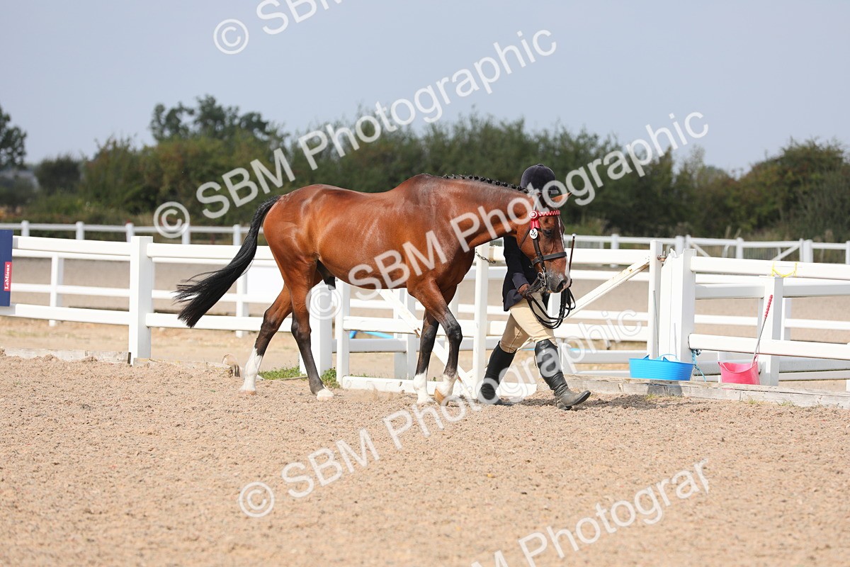 SBM_15655 - Class 312 IH Competition Horse/Pony