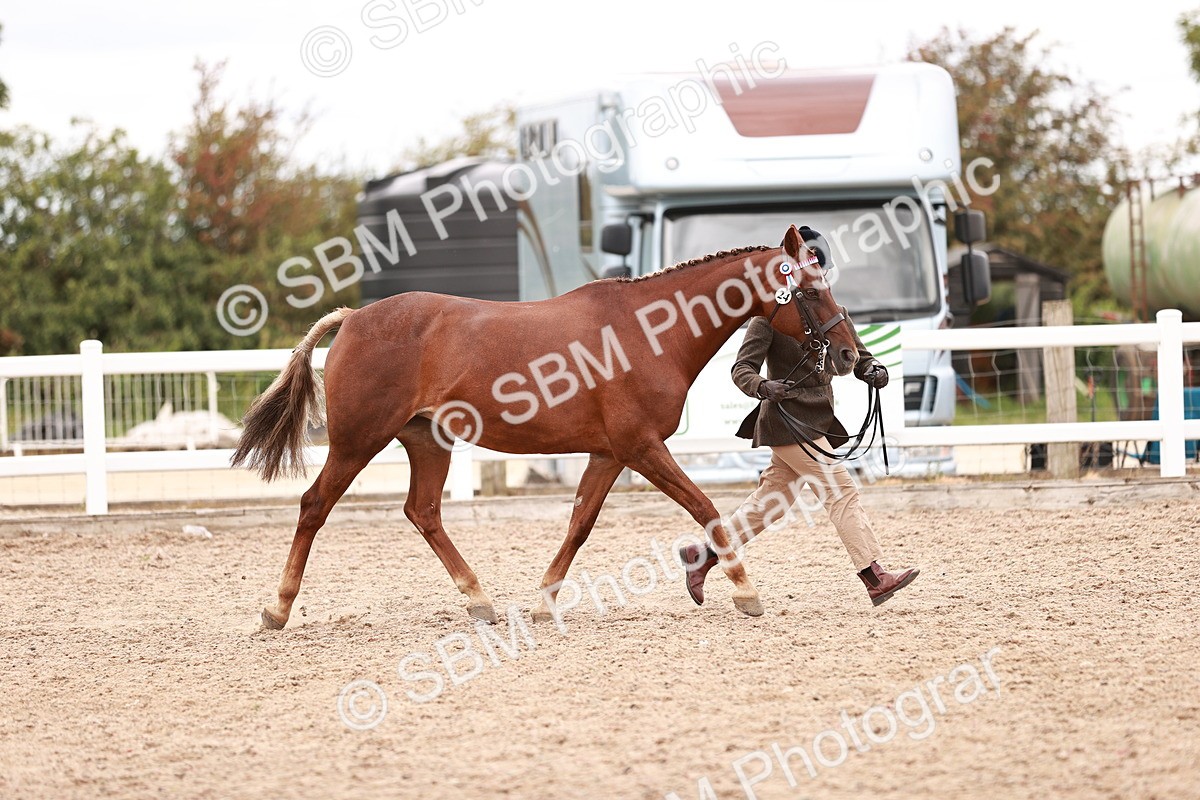 SBM_16917 - Class 415 - Horse-Pony Judge would most like to take home