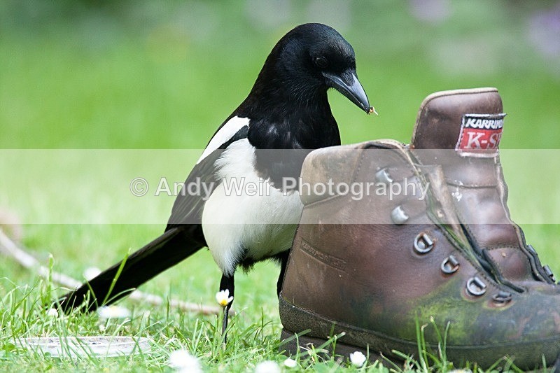 20090602-2009 06 02 050 - Magpie