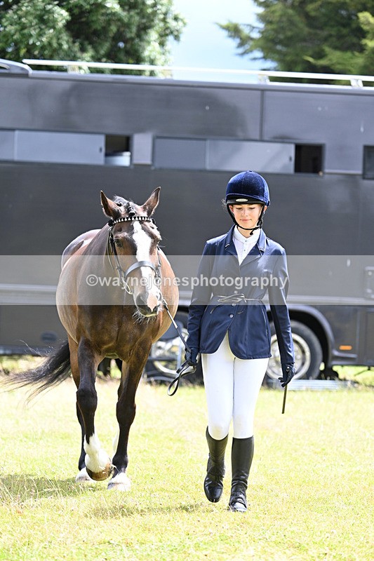 WJ7_6905 - Class 5a Most Handsome Gelding in Hand