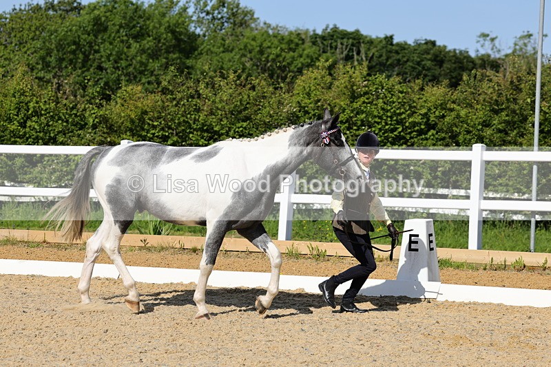 1X9A0735 - Class 4: Youngstock 1, 2, 3 year old to exceed 153cm