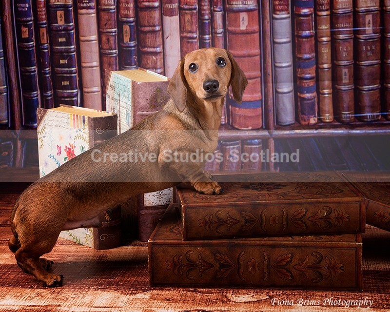 dogs-105 - Animal Portfolio