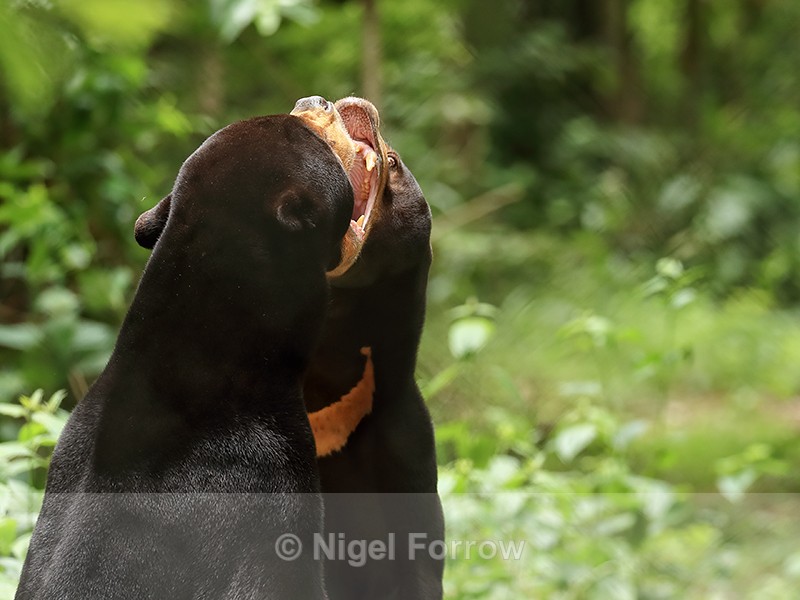 Sun Bear confrontation, Phnom Tamao, Cambodia - Sun Bear