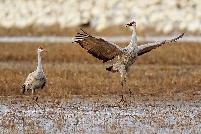 Sandhill Crane jumping, Bosque del Apache, New Mexico - Sandhill Crane