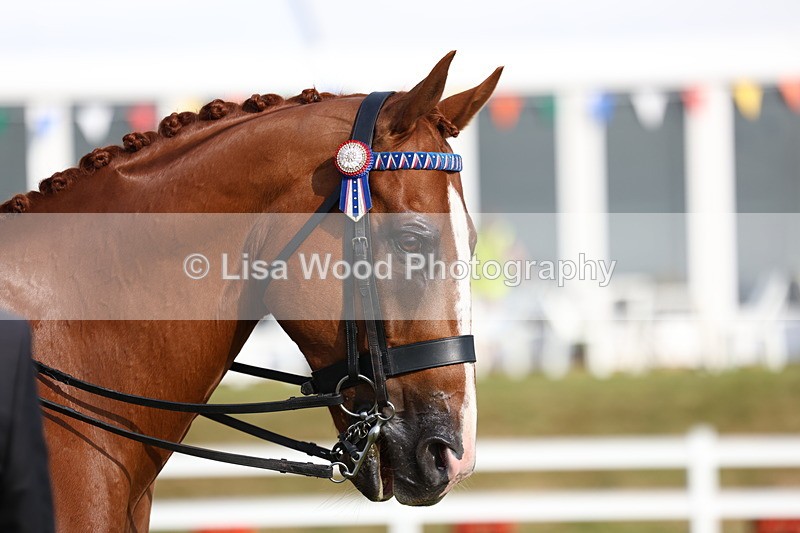 3E7A7812 - Class 1: Rising Star Small Hack/Riding Horses