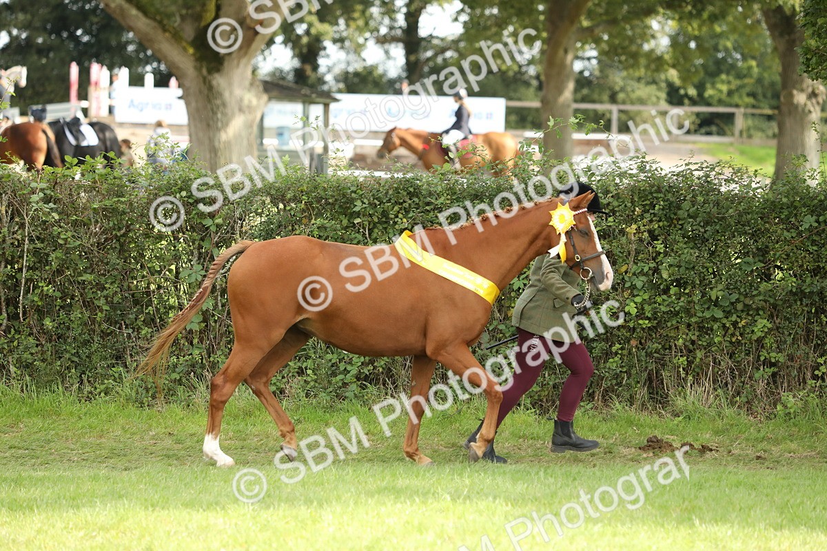 SBM_66242 - In Hand Pony & Youngstock Supreme Championship