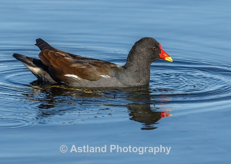 Astland Photography, Bird and Wildlife Images, Susan and Peter Wilson, U.K.