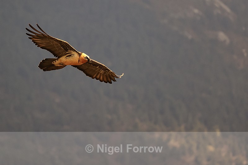 Lammergeier gliding, Pre-Pyrenees, Catalonia, Spain - Lammergeier