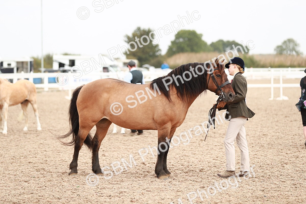 SBM_12497 - Class 207 IH M&M