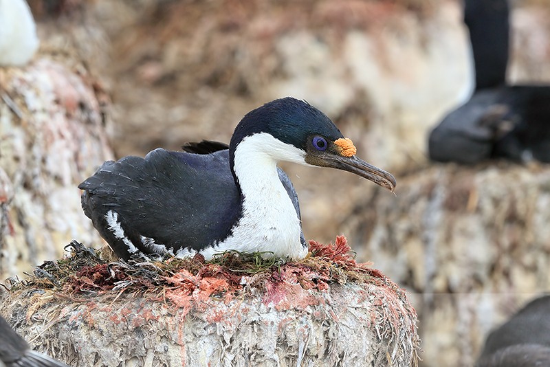 Imperial Shag sitting on nest, Cape Bougainville, Falklands - Imperial Shag