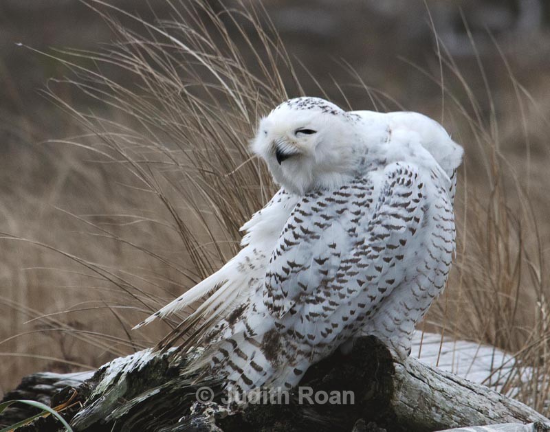  - Snowy Owls