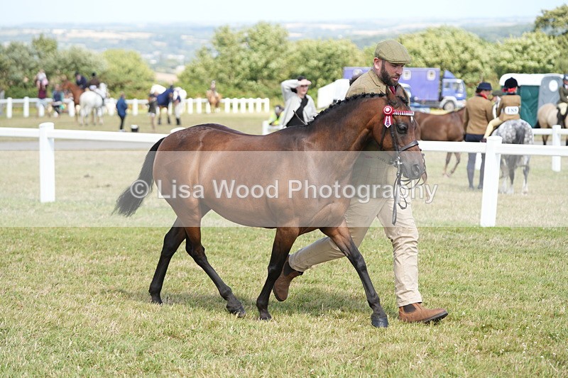DSC07397 - Class 69: NPS Show Pony 4 years and over