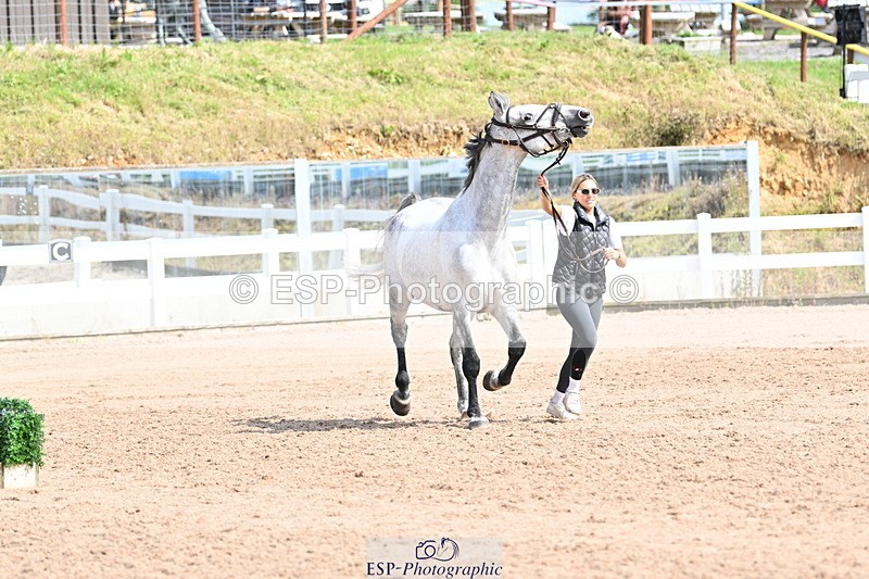 240717A-155915-03241 - Trot Up 3pm to 4pm