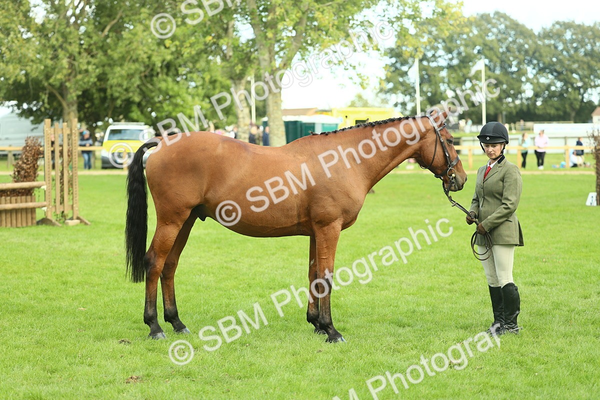 SBM_50754 - S33 - Working Hunter & Working Show Horse