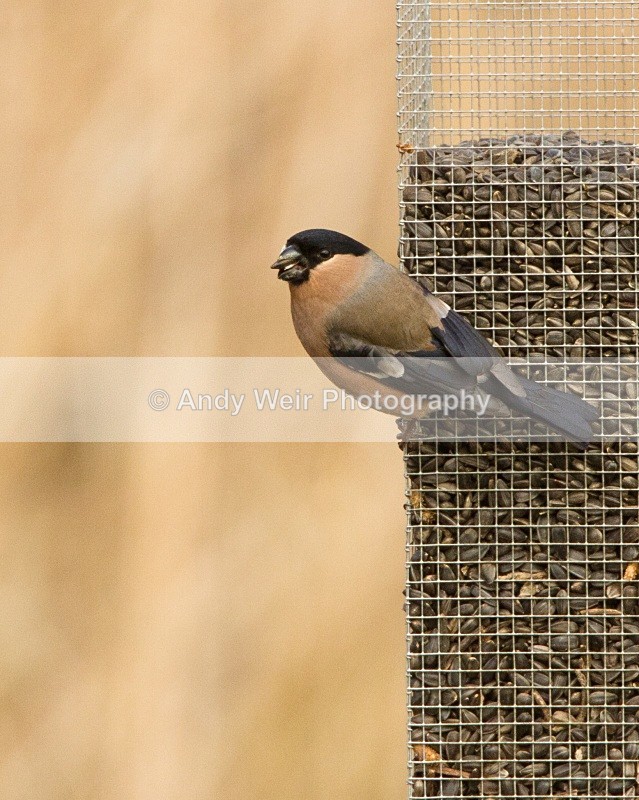 20110319-IMG_2425 - Finches