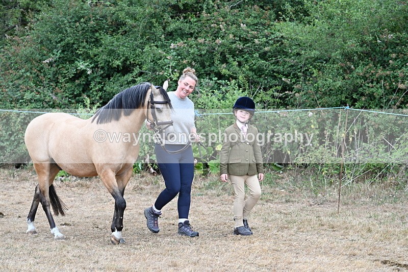 WJ7_9455 - Class 5 Most Handsome Gelding (up to 14.2hh)