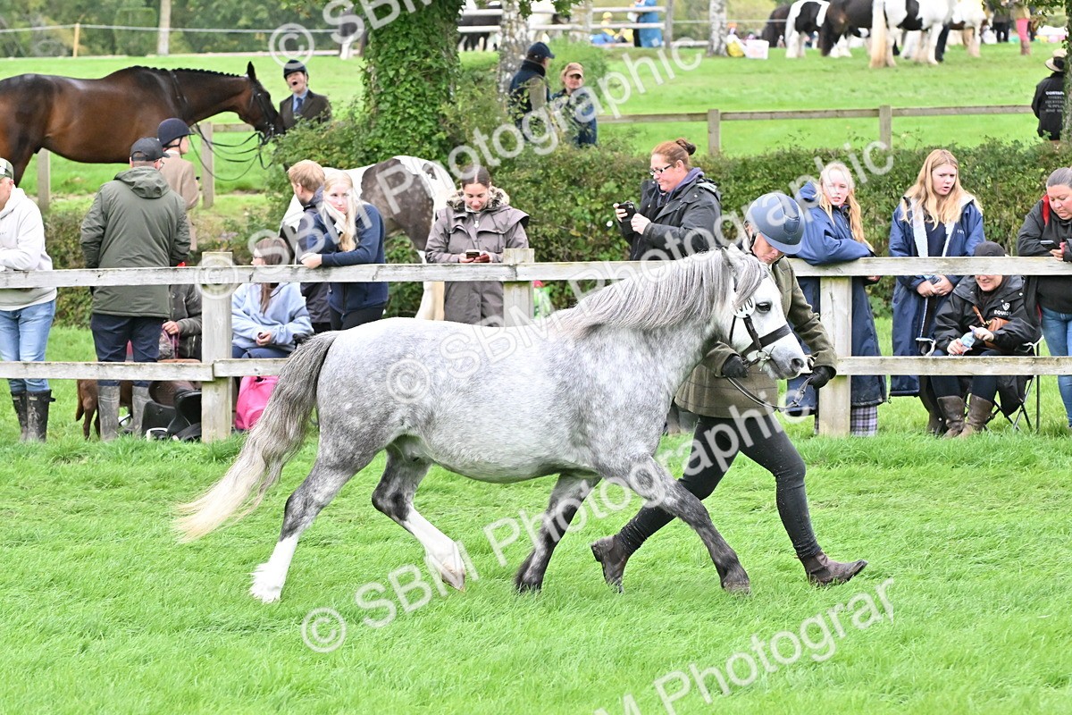 SBM_60951 - S48 - Mountain & Moorland In Hand Small Breeds