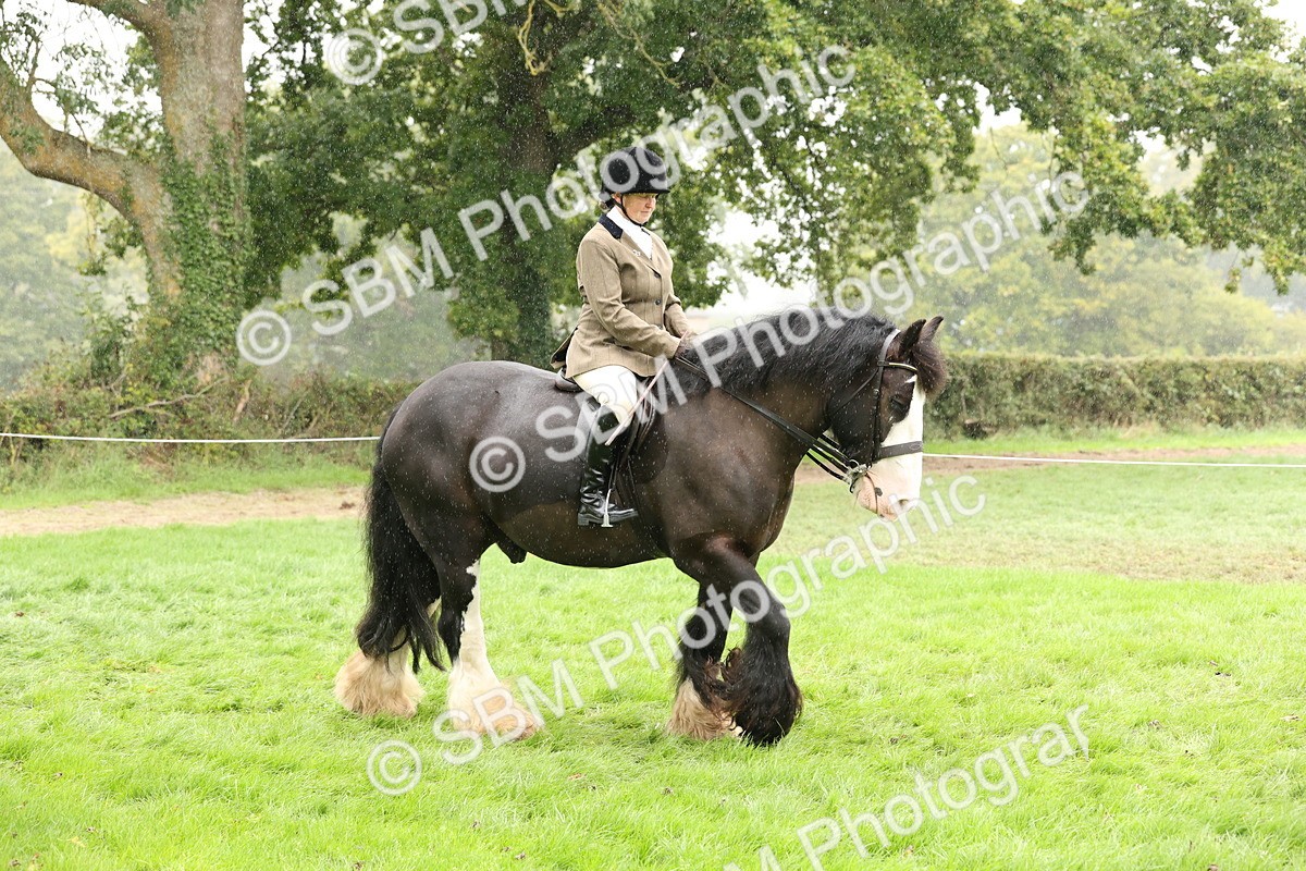 SBM_69774 - S69 - Show Cob Ridden