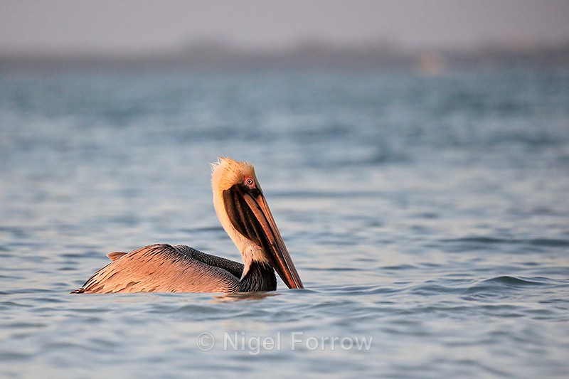 Brown Pelican (adult breeding), Sanibel Island, Florida - Brown Pelican