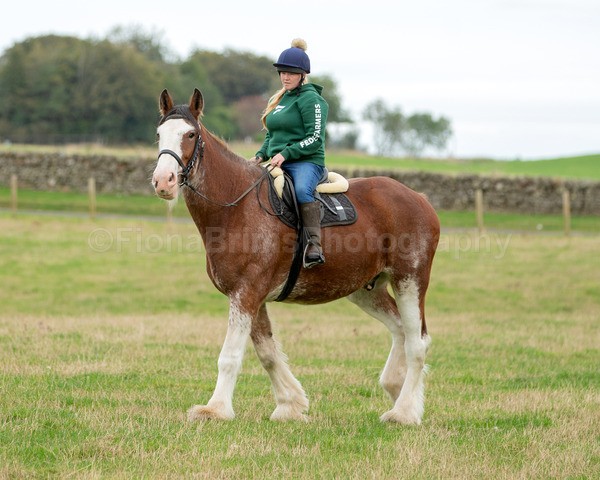 Dionne-97 - DGClydesdales
