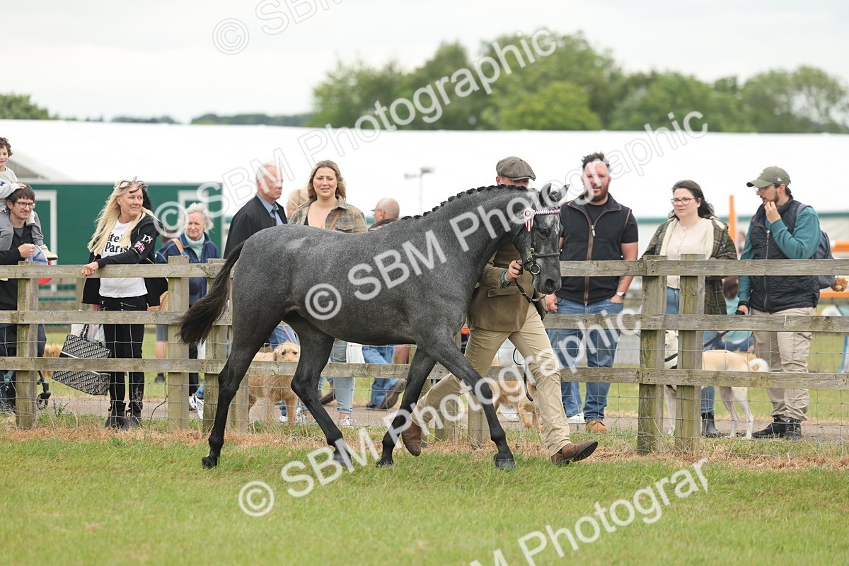 SBM_05559 - Class 68-73 - Riding Pony Breeding