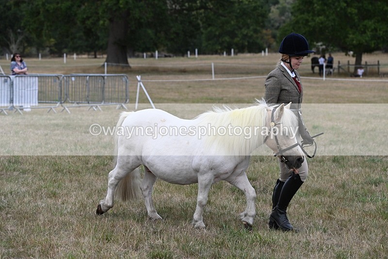 WJ6_6127 - Class 19 In-hand Veterans (Uploaded correct folder)