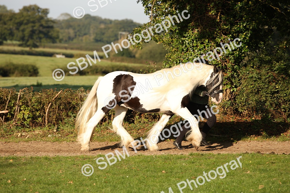 SBM_58673 - S51 - Piebald & Skewbald Horse In Hand