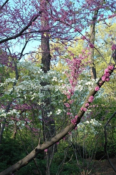  - Central Park Springtime